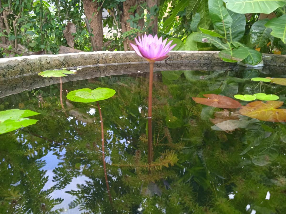 Green Garden Hiriketiya Dikwella Bagian luar foto