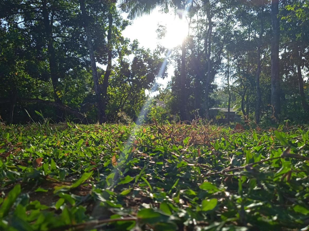 Green Garden Hiriketiya Dikwella Bagian luar foto